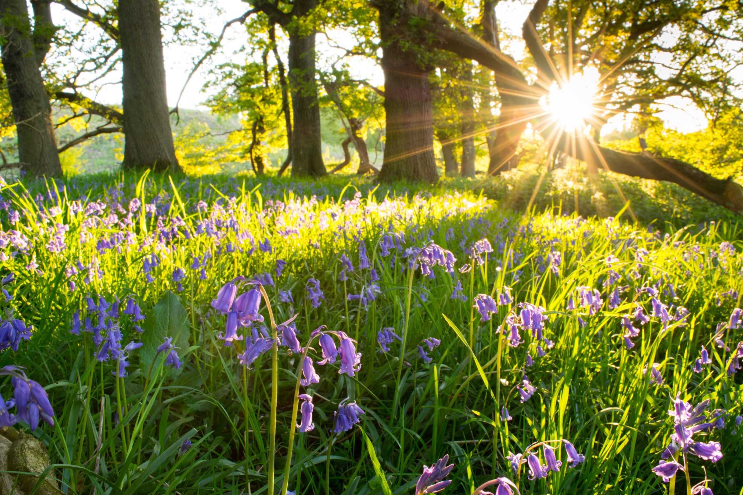 Green Spaces